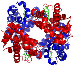Hämoglobin-Molekül