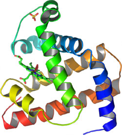 Myoglobin-Molekül
