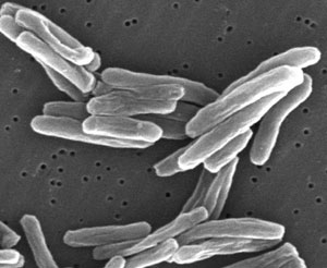 Tuberkulose-Bakterium