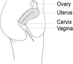 Probenahme für den Vaginitis-Schnelltests